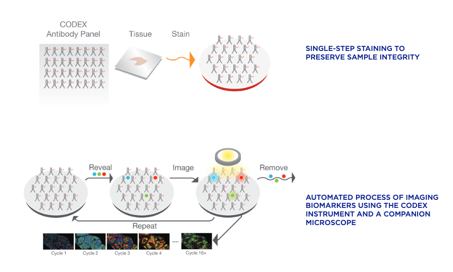 Graphic showing the workflow for CODEX imaging of tissue, consisting of staining with a panel and cyclic imaging.