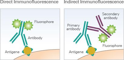 Direct and indirect immunofluorescence microscopy graphic showing antibody-conjugated antibodies and primary/secondary antibody pair.  