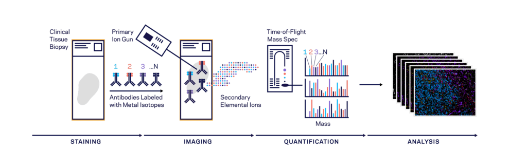 Graphic of MIBI workflow, showing metal-conjugated antibody staining, ionization, mass specta generation and deconvolution.