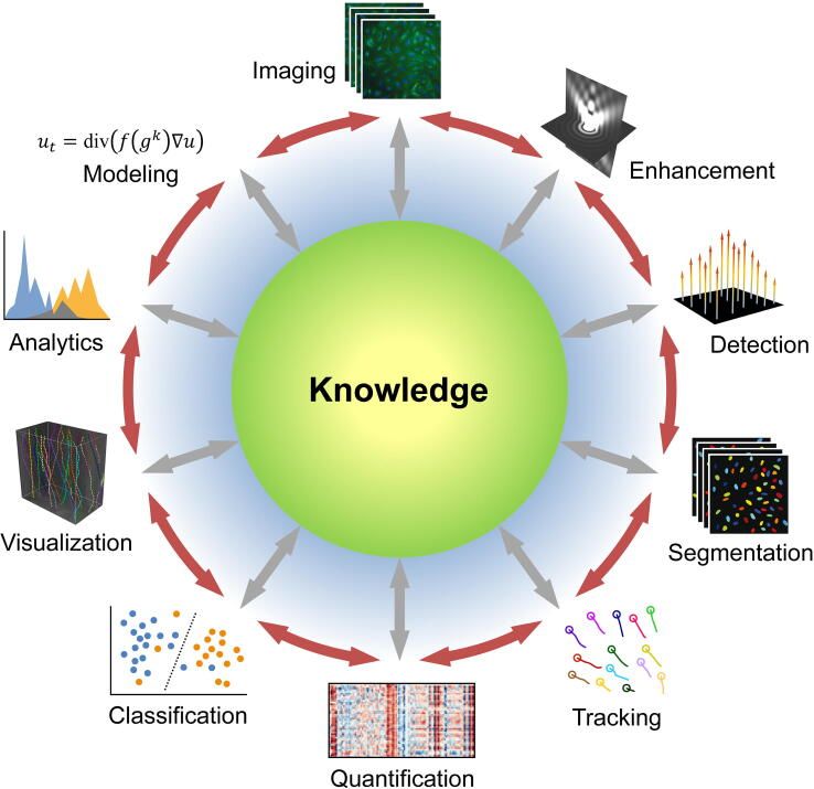 Graphic showing common image analysis goals, including classification, quantification, object identification/tracking, and segmentation.