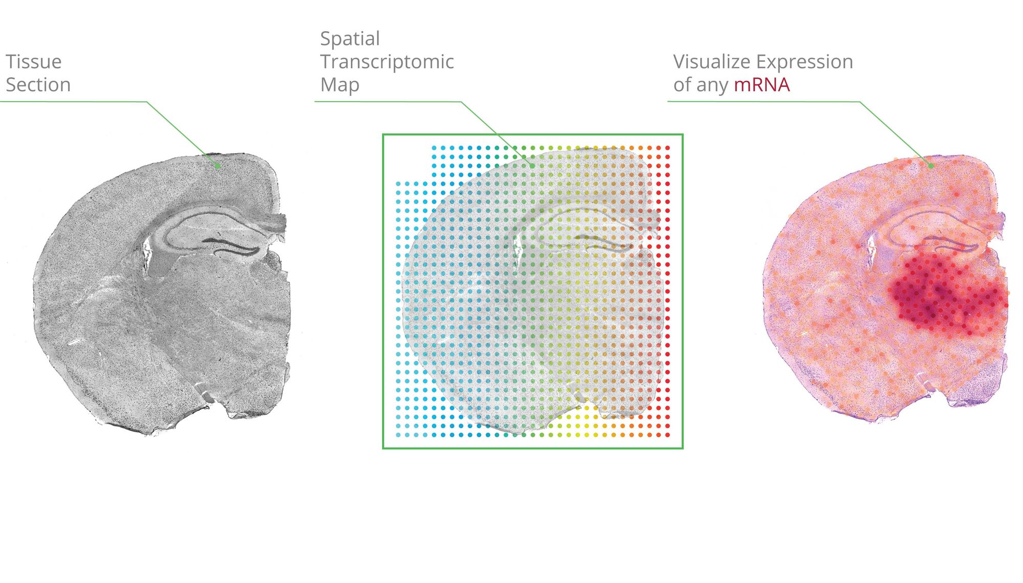 Diagram showing workflow for spatial sequencing on the 1x Genomics Visium platform.