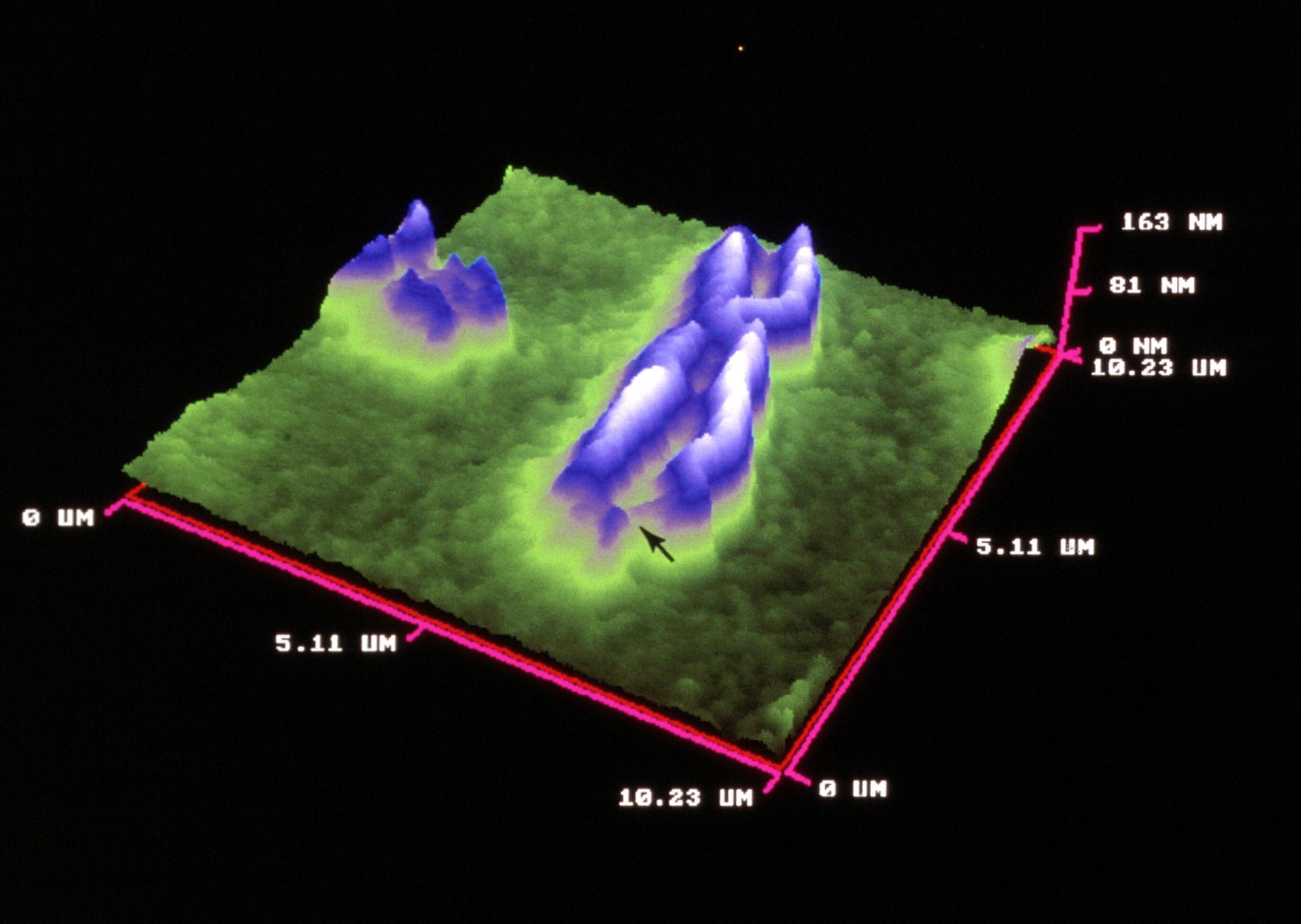 An X chromosome scanned by an atomic force microscope probe.