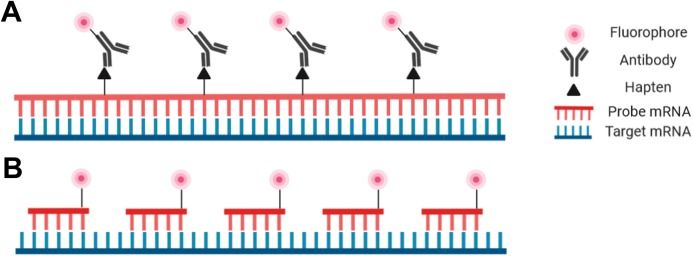 Graphic showing hybridization probe designs for RNA-FISH microscopy.