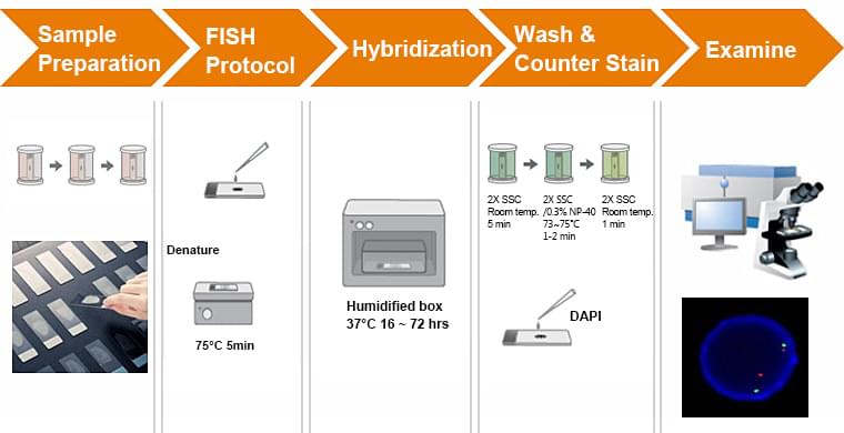 Graphic showing basic steps in RNA-FISH: sample fixation and permeabilization, probe hybridization, washing, and microscopy imaging analysis.