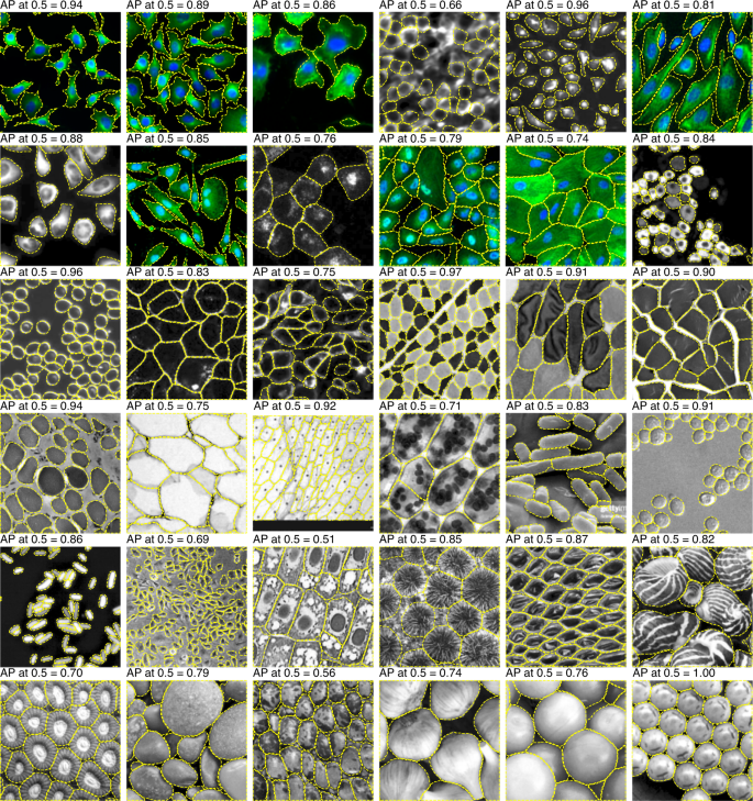 Images showing segmented cells from the Cellpose dataset.