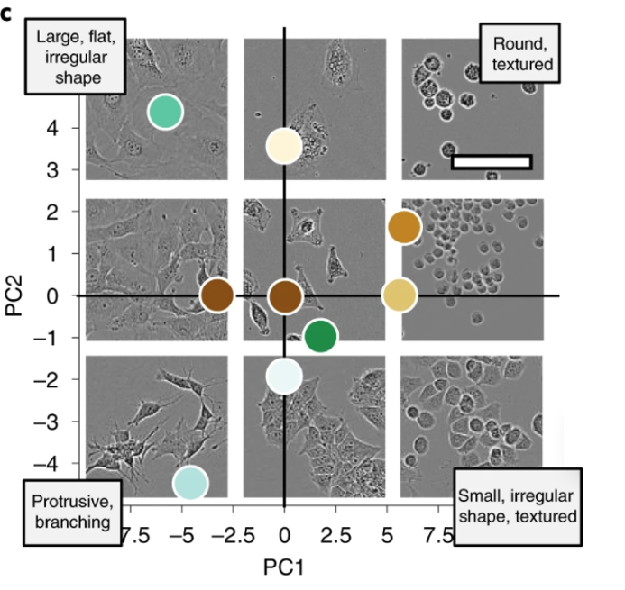 PCA plot of cell types in LIVECell dataset for AI-assisted cell segmentation.