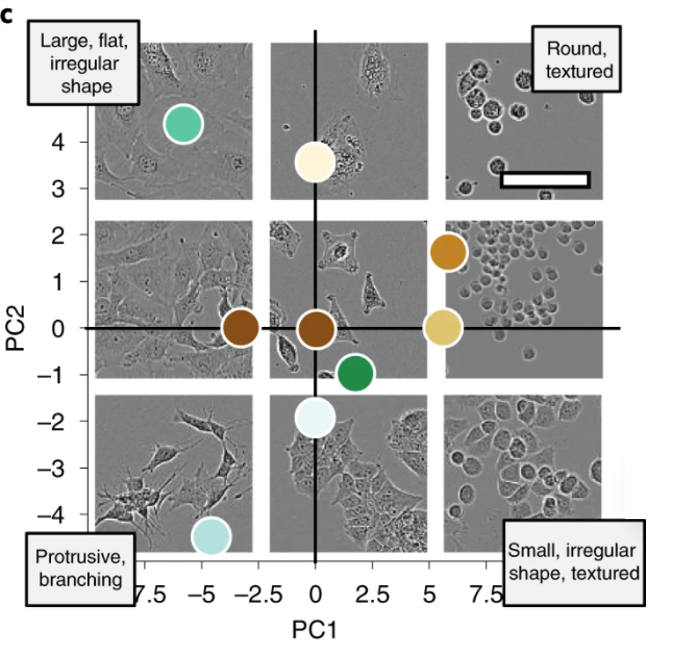 livecell-for-ai-assisted-cell-segmentation