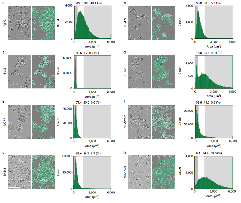 Images of cells and segmentation predictions from the LIVECell dataset and CNN model.