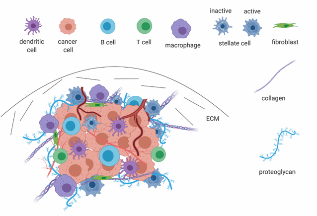 Of tumors and TMEs: new findings in pancreatic cancer spatial heterogeneity