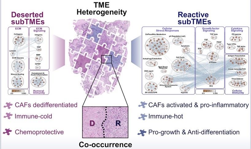 Of tumors and TMEs: new findings in pancreatic cancer spatial heterogeneity