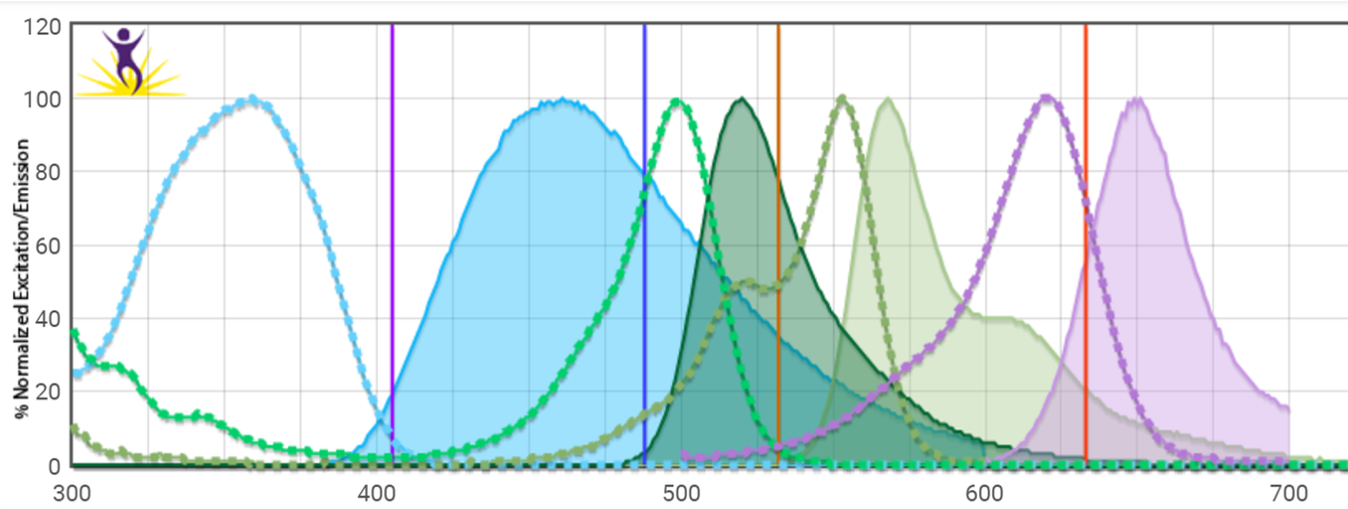 Emission and excitation spectra for four fluorophores used in confocal microscopy.