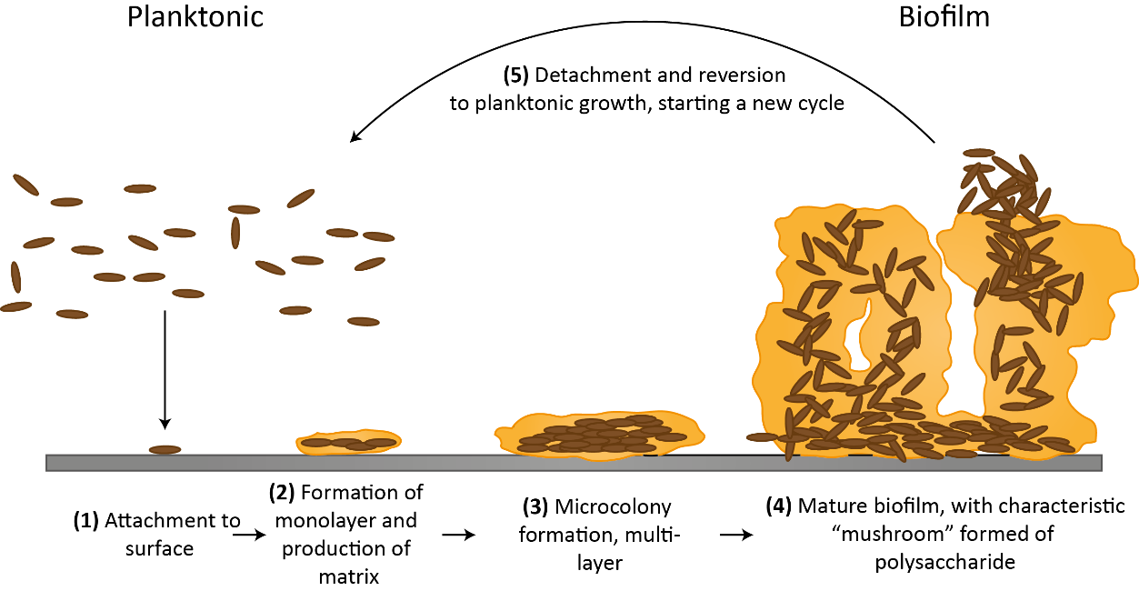 Image of the formation and maturation of a microbial biofilm.