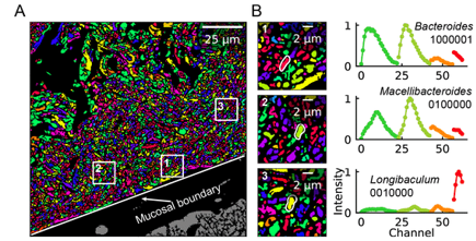 HiPR-FISH spatial representation of mouse gut microbiome community.