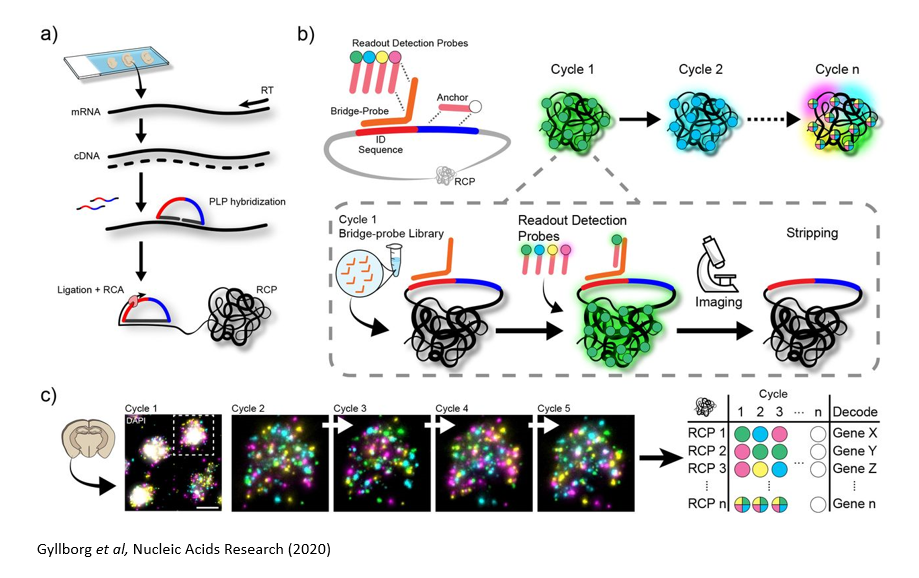 In situ sequencing steps, including cDNA amplification and fluorometric readout of base pairs.