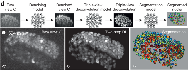Neural network schematic used for denoising, deconvolution, and segmentation of cell nuclei.