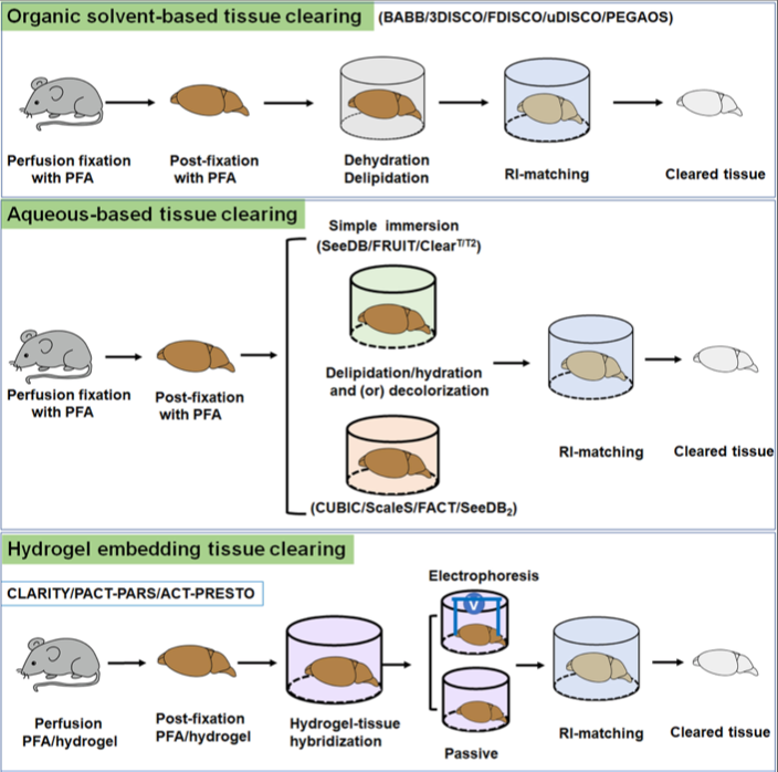 Seeing clearly yet?: An overview of tissue clearing