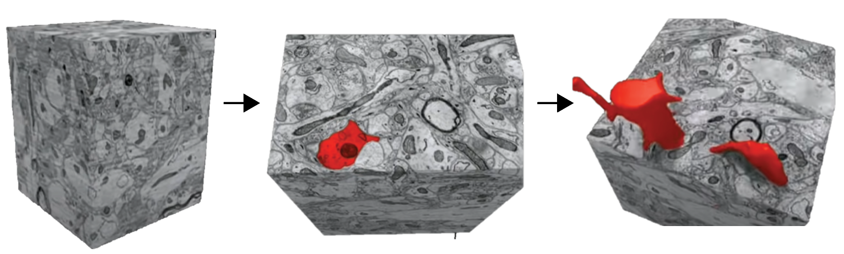 neuronal segmentation over EM volume -- the basic approach to connectomics