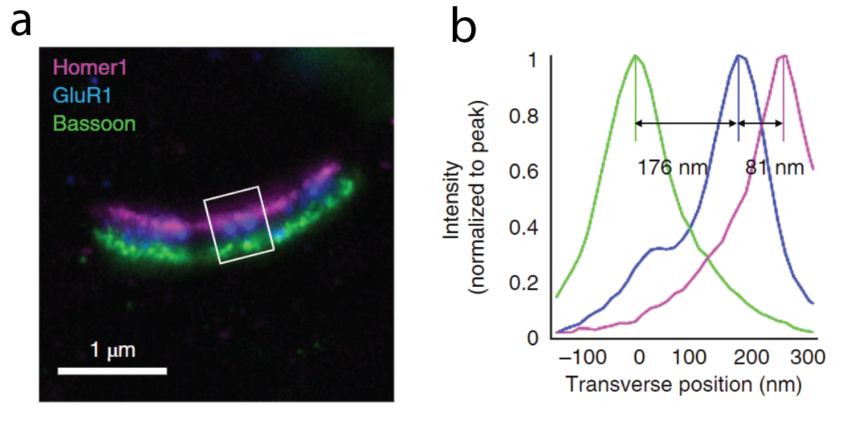 Figure 4: Nanometer resolution imaging of a synapse 