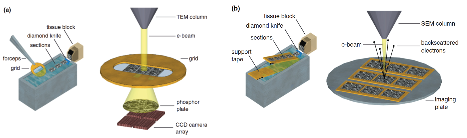 an overview of TEM and SEM techniques for high-throughput EM volumetric reconstruction