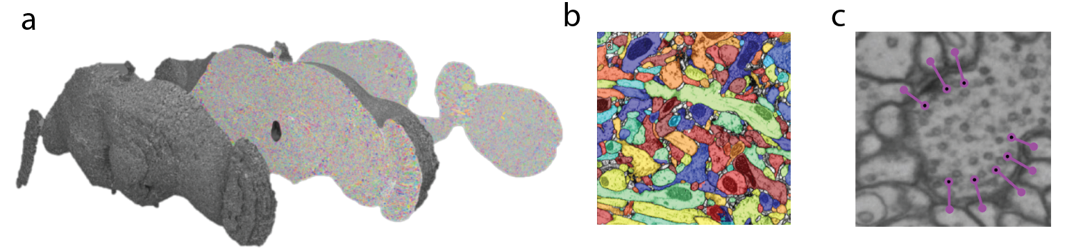 neuronal segmentation and synaptic detection in whole brain EM volumes