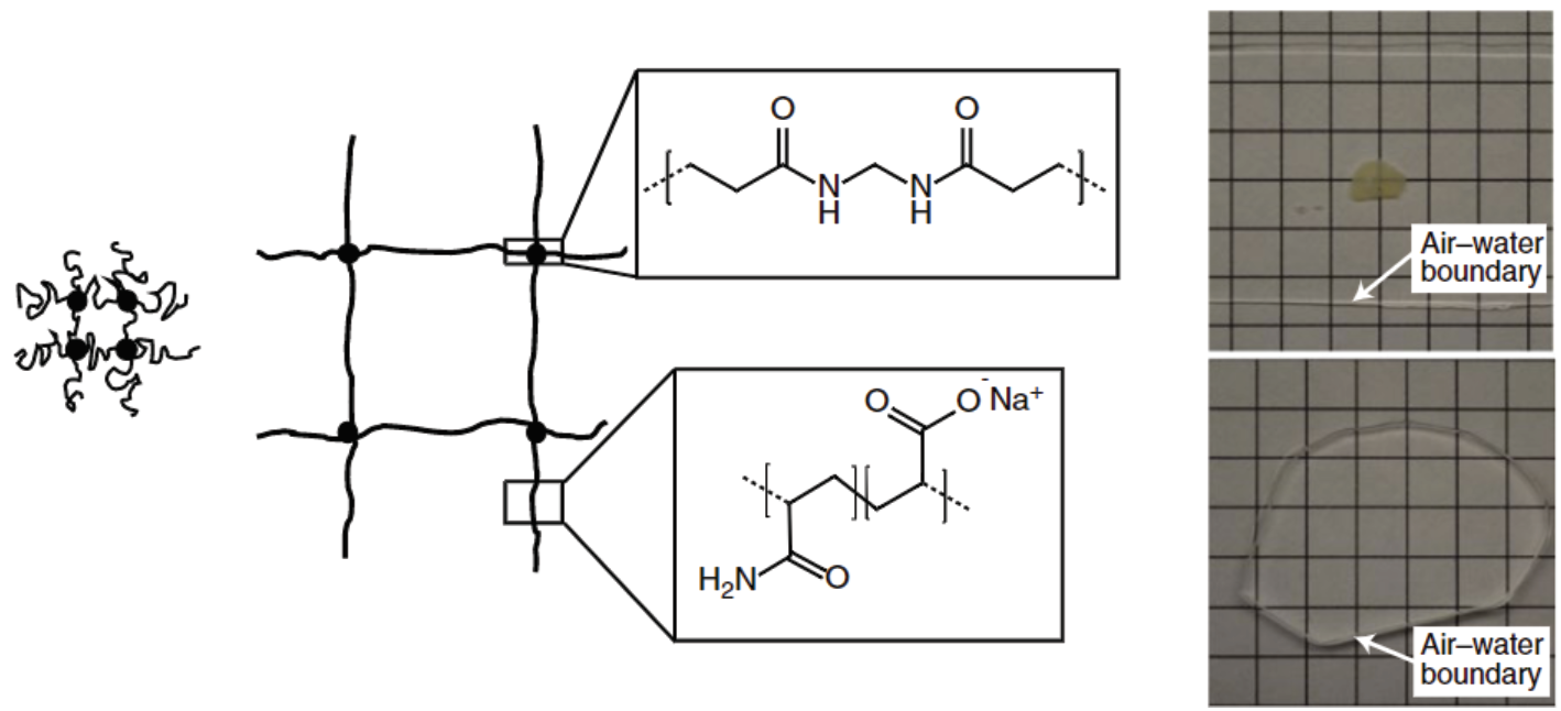 Figure 2: Polyelectrolyte hydrogels' polymer network expands in the presence of water
