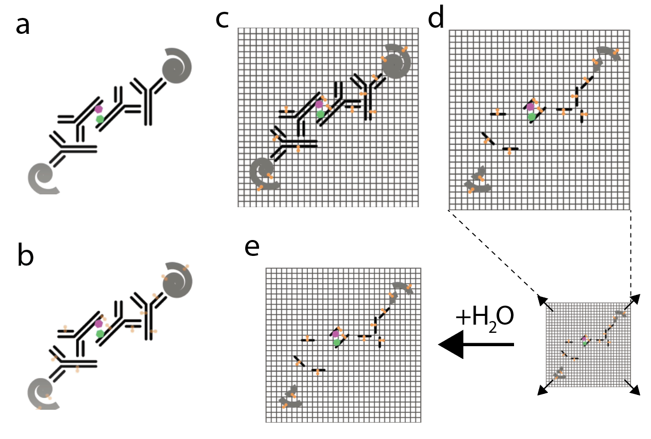 Figure 3: Principle workflow of expansion microscopy