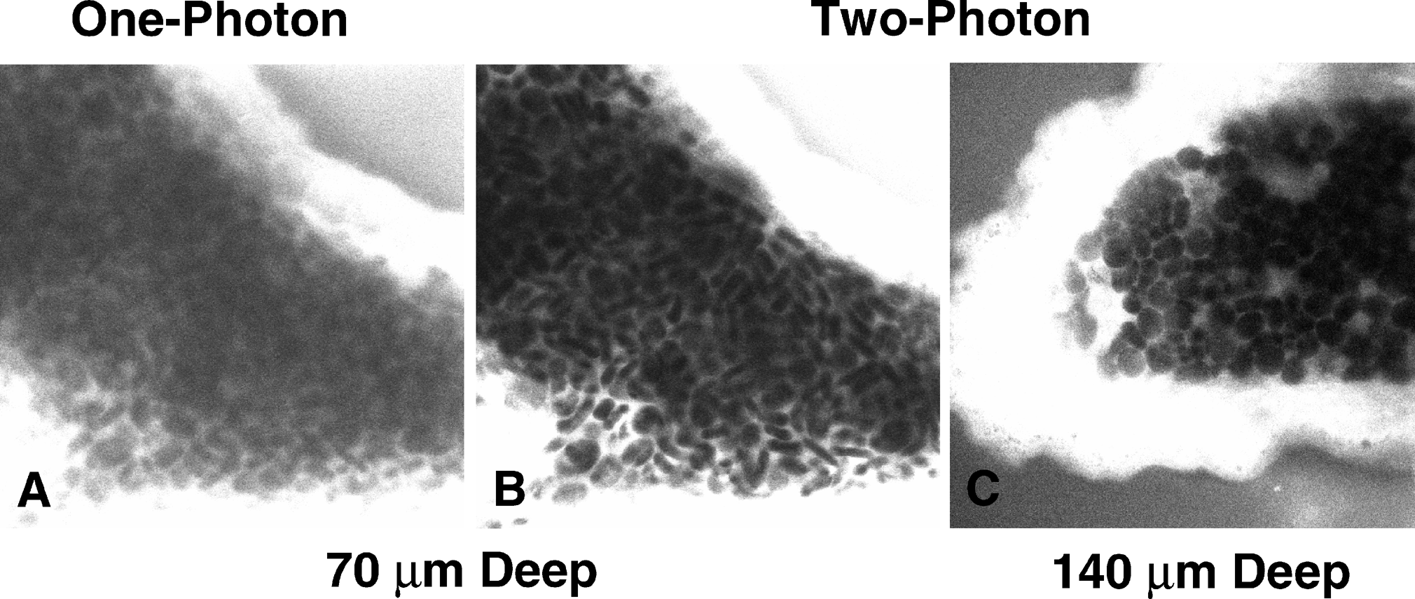Example of imaging depth capabilities in one-photon and two-photon imaging techniques.