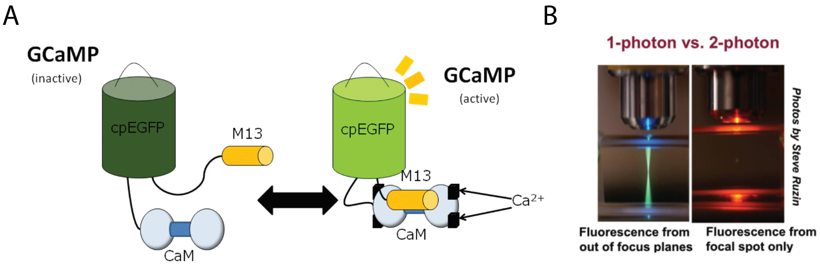  Two-photon imaging of the calcium indicator GCaMP