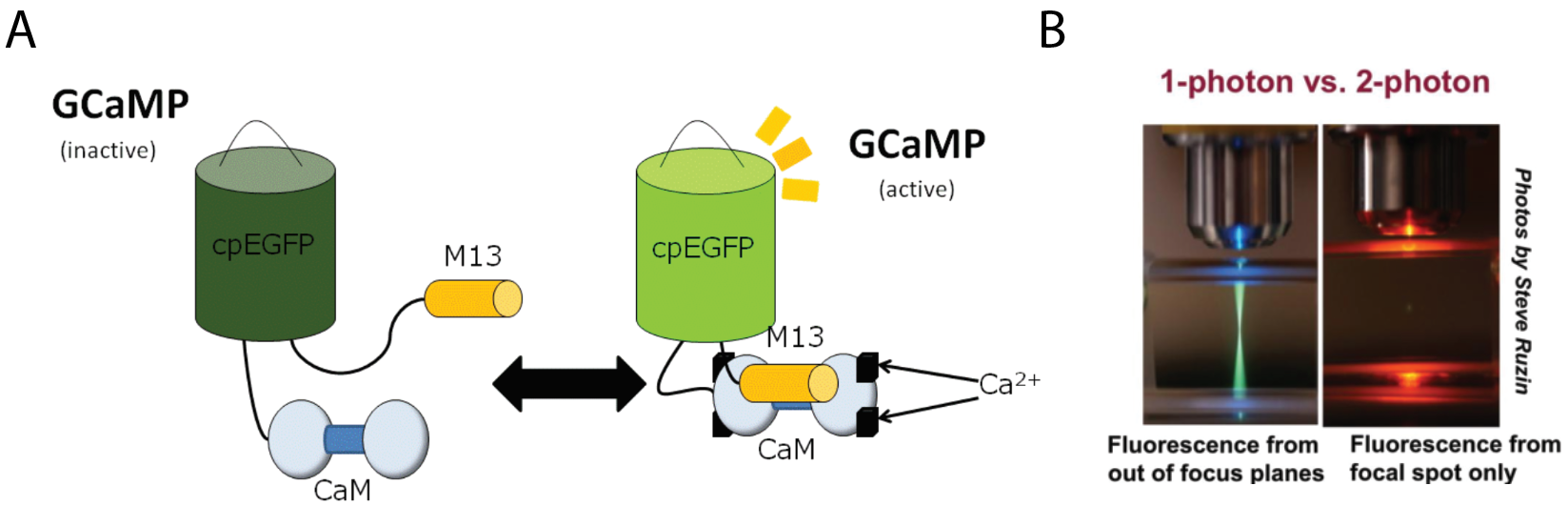 Playing the brain's music back to itself with holographic optogenetics