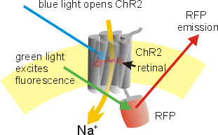 Diagram of Channelrhodopsin protein in the plasma membrane