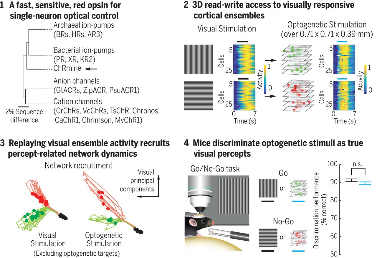 Summary of "Cortical layer-specific dynamics triggering perception"