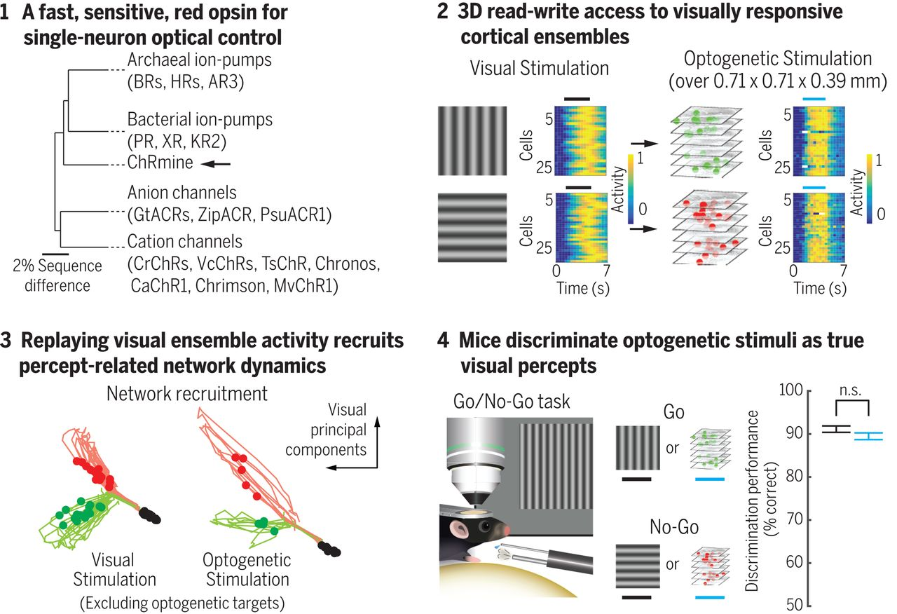 Playing the brain's music back to itself with holographic optogenetics