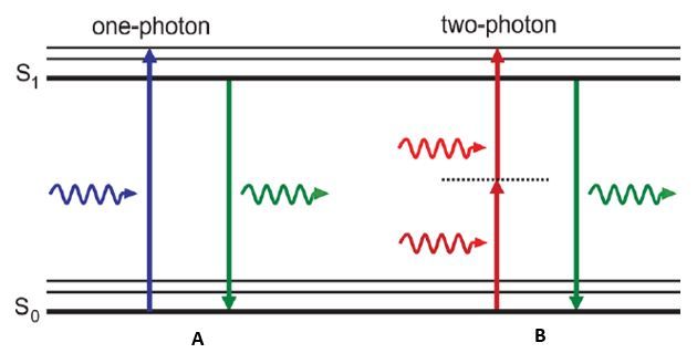 Jablonski diagram comparing how photo excitation works in one-photon versus two-photon microscopy.