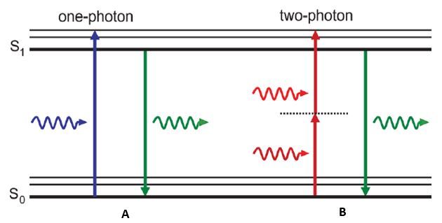 One vs two-photon microscopy: Why have one when you can have two?