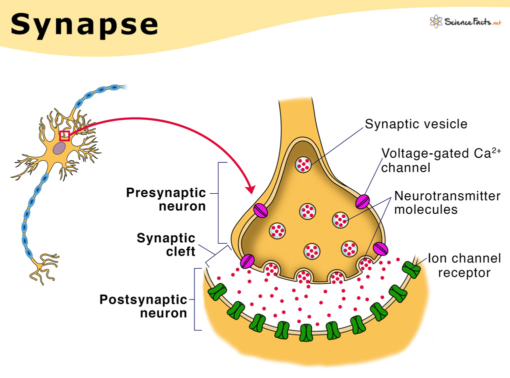 Zoomed inlay of a dendritic terminal illustrating the general architecture of a synapse