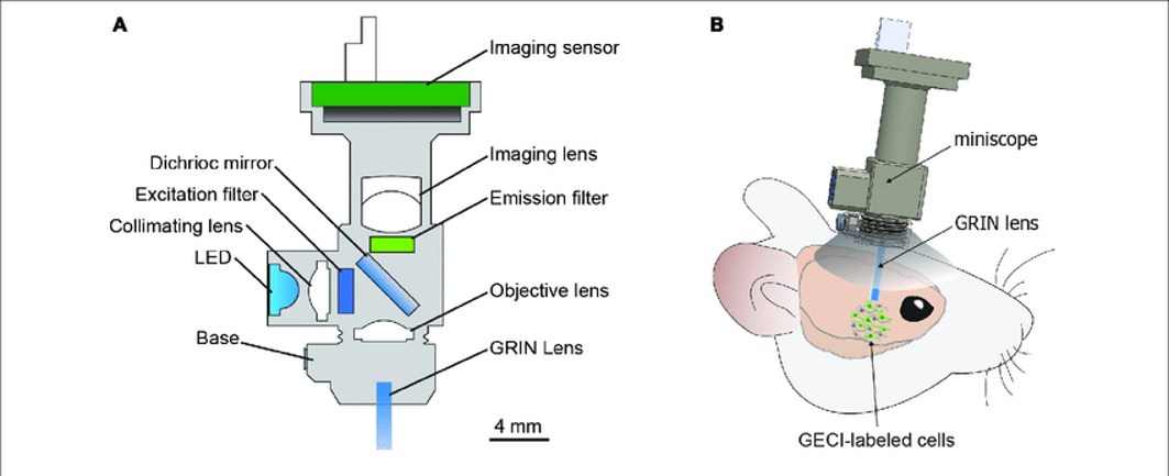 a diagram of the optical structure of a miniature microscope for live neural imaging