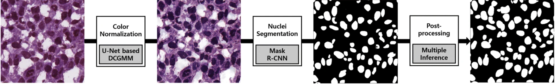 Semantic vs. Instance Segmentation: Applications for Biology