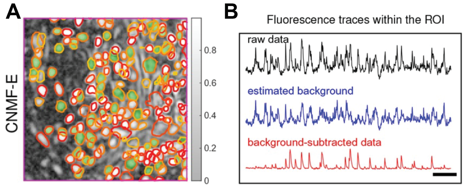 Instance segmentation of neurons from live calcium imaging with denoised neural traces
