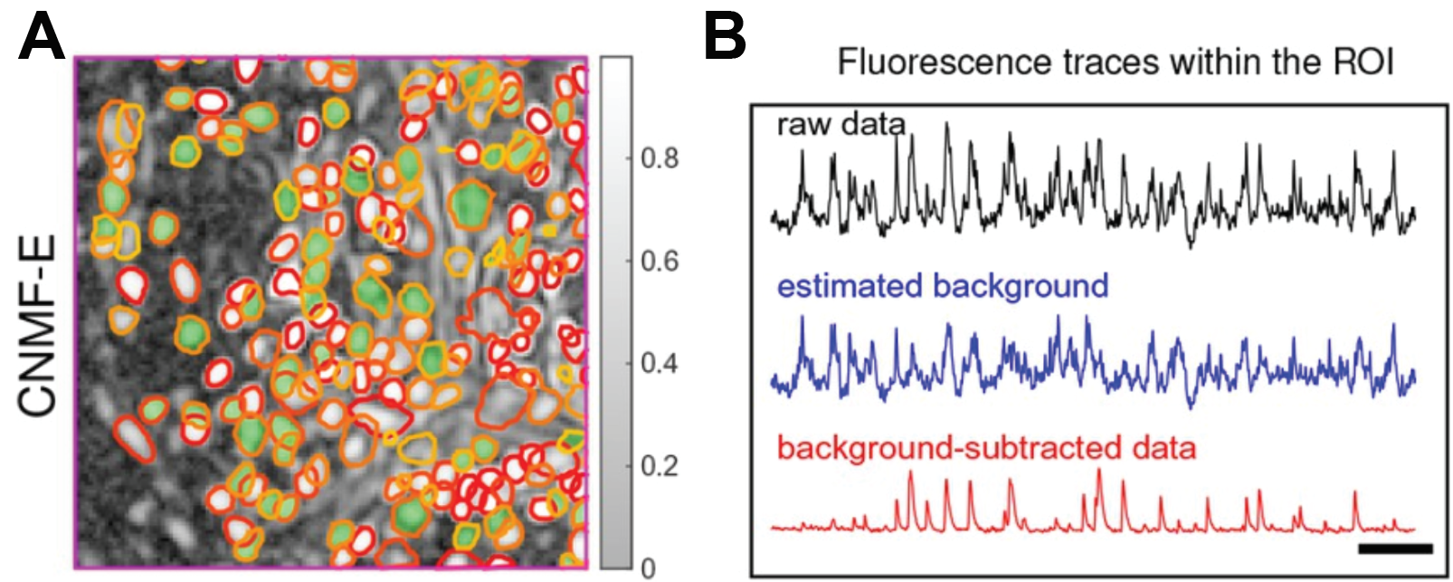 Semantic vs. Instance Segmentation: Applications for Biology