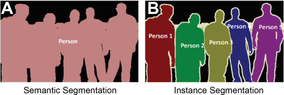 Semantic vs. Instance Segmentation: Applications for Biology