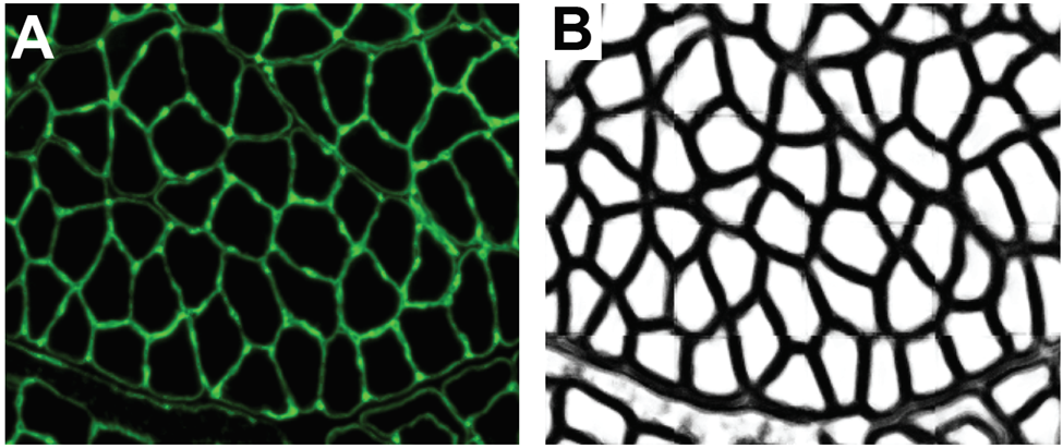 image of a section of muscle stained for laminin versus a segmentation output
