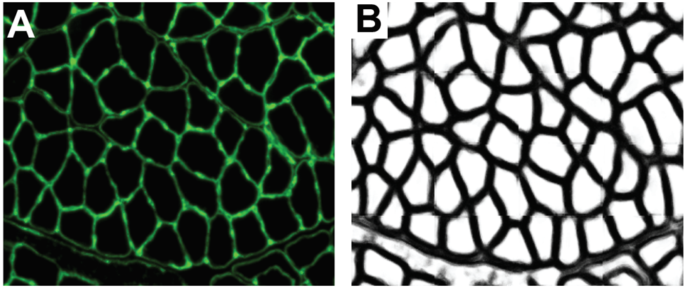 Semantic vs. Instance Segmentation: Applications for Biology