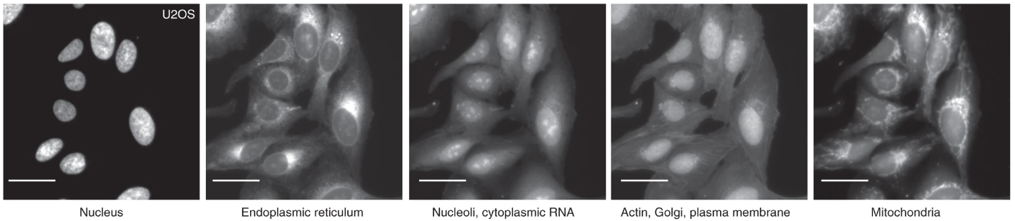 images of organelles generated by cell painting stain