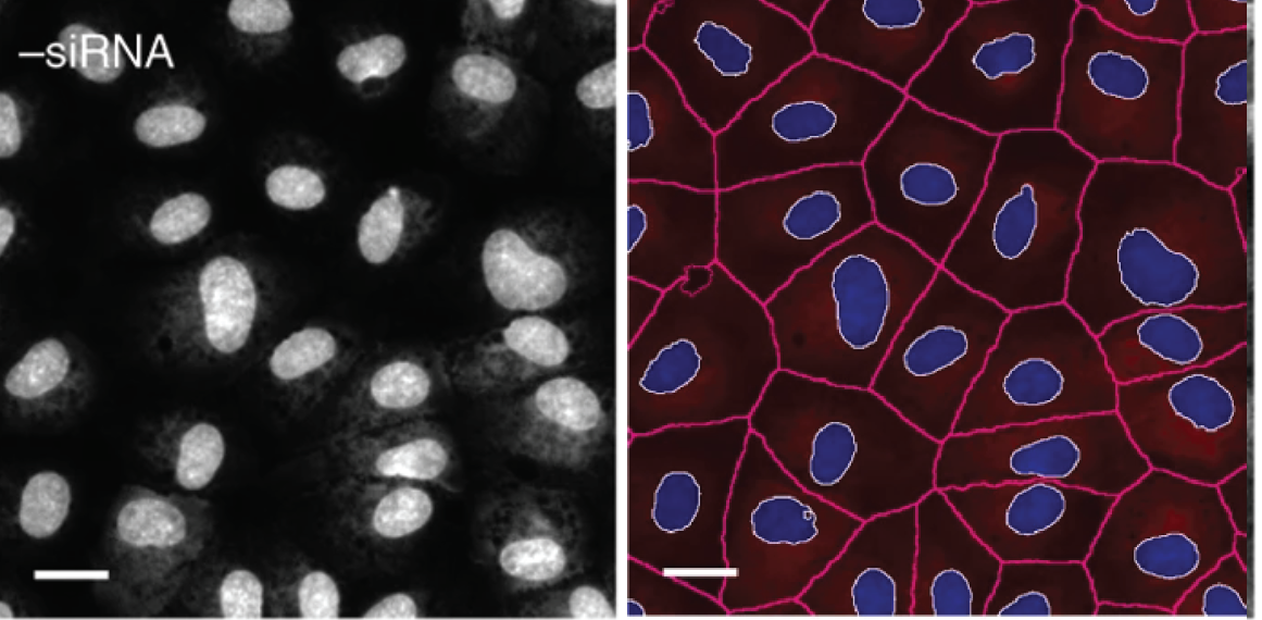 an image of nuclei and an image of outlined cells and nuclei