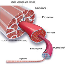 a schematic of the anatomy of muscle