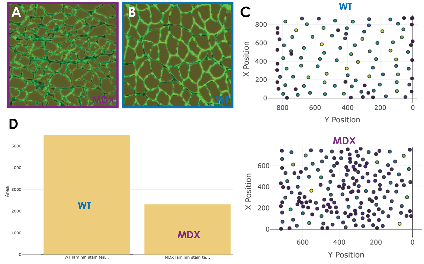 Analysis of Biodock AI model predictions shows decreased CSA in MDX fibers
