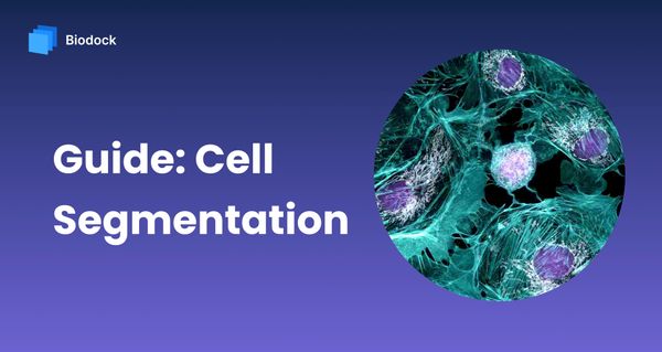The Definitive Guide to Cell Segmentation Analysis