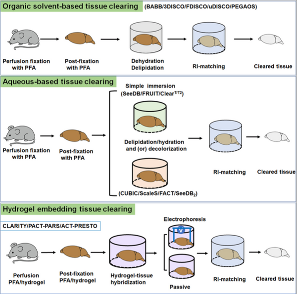Seeing clearly yet? An overview of tissue clearing